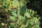 Preview: Roterle (Alnus glutinosa) Liefergröße: 50-80 cm