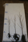 Preview: Esche (Fraxinus excelsior) Liefergröße: 30-50 cm