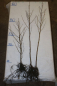 Preview: Esche (Fraxinus excelsior) Liefergröße: 80-120 cm