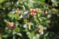 Preview: Rotfrüchtige Schneebeere (Symphoricarpos doorenbosii Magic Berry) Liefergröße: 50-80 cm