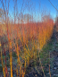 Preview: Weissweide "Chermesina"(Salix alba "Chermesina) 1jährige Ruten