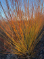 Preview: Rotholzweide Chermesina, (Salix alba Chermesina) wurzelnackt 50-80