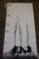 Preview: Sandbirke (Betula pendula) Liefergröße: 50-80 cm