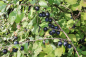 Preview: Schlehe (Prunus spinosa) Liefergröße: 50-80 cm, Lieferform: Container