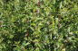 Preview: Schlehe (Prunus spinosa) Liefergröße: 80-120 cm