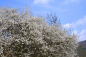 Preview: Schlehe (Prunus spinosa) Liefergröße: 80-120 cm