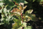 Preview: Gewöhnlicher Schneeball (Viburnum opulus) Liefergröße: 50-80 cm