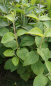 Preview: Wolliger Schneeball (Virburnum lantana) Liefergröße: 50-80 cm