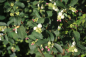 Preview: Schneebeere (Symphoricarpos albus var. laevigatus) Liefergröße: 50-80 cm