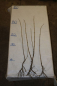 Preview: Traubenholunder (Sambucus racemosa) Liefergröße: 50-80 cm