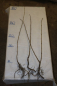 Preview: Traubenholunder (Sambucus racemosa) Liefergröße: 80-120 cm
