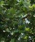 Preview: Stieleiche (Quercus robur) Liefergröße: 80-120 cm