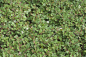 Mobile Preview: Strauchmispel (Cotoneaster acutifolius) Liefergröße: 30-50 cm