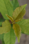 Mobile Preview: Traubenkirsche (Prunus padus) Liefergröße: 50-80 cm