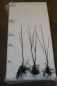 Mobile Preview: Traubenkirsche (Prunus padus) Liefergröße: 80-120 cm