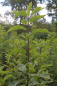 Mobile Preview: Traubenkirsche (Prunus padus) Liefergröße: 50-80 cm