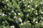 Preview: Weißblühender Fingerstrauch (Potentilla fruticosa Abbotswood) Liefergröße: 15-30 cm
