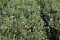 Preview: Weißblühender Fingerstrauch (Potentilla fruticosa Abbotswood) Liefergröße: 15-30 cm