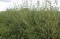 Preview: Weiß- oder Silberweide (Salix alba) Liefergröße: 80-120 cm