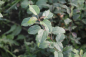 Preview: Wildapfel (Malus sylvestris) Liefergröße: 50-80 cm
