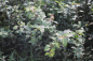 Preview: Wildapfel (Malus sylvestris) Liefergröße: 80-120 cm