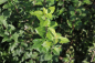 Preview: Wildapfel (Malus sylvestris) Liefergröße: 50-80 cm