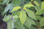 Preview: Wildkirsche (Prunus avium) Liefergröße: 80-120 cm