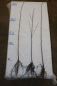 Preview: Wildkirsche (Prunus avium) Liefergröße: 80-120 cm