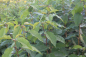 Preview: Wildkirsche (Prunus avium) Liefergröße: 50-80 cm