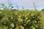 Preview: Winterlinde (Tilia cordata) Liefergröße: 80-120 cm