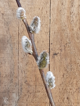Salweide (Salix caprea) als 1-jährige Ruten