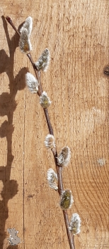 Salweide (Salix caprea) als 1-jährige Ruten