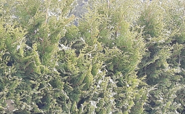 Abendländscher Lebensbaum "Brabant" (Thuja occidentalis "Brabant") Liefergroesse 30-50cm