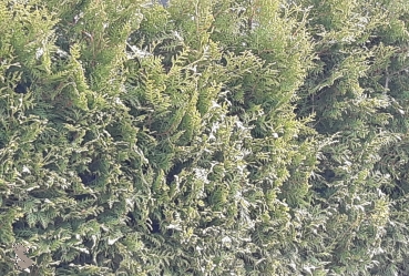 Abendländscher Lebensbaum "Brabant" (Thuja occidentalis "Brabant") Liefergroesse 30-50cm