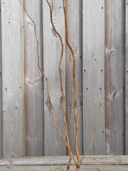 Lockenweide (Salix Erytroflexuosa) im Container, 50-80 cm