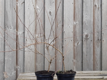 Flachwachsende Purpurweide Pendula (Salix purpurea Pendula) im Container