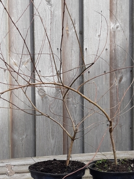 Flachwachsende Purpurweide Pendula (Salix purpurea Pendula) im Container