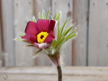 Blaublühende Küchenschelle Blaue Glocke (Pulsatilla vulgaris) im Container