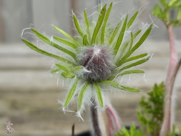 Blaublühende Küchenschelle Blaue Glocke (Pulsatilla vulgaris) im Container