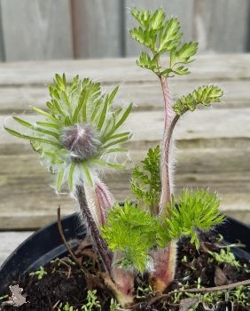 Blaublühende Küchenschelle Blaue Glocke (Pulsatilla vulgaris) im Container