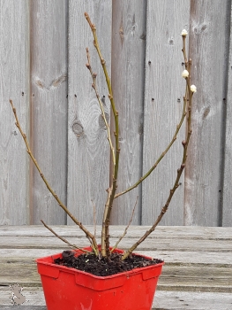 Wollweide (Salix lanata) im Container, Liefergröße: 20-30cm