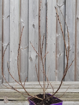 Engadinweide (Salix hastata Wehrhahnii) im Container, Liefergröße: 30-50cm