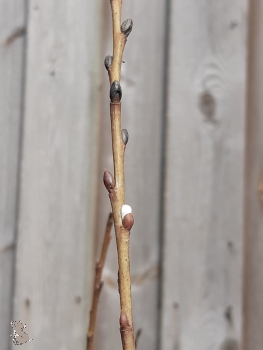 Engadinweide (Salix hastata Wehrhahnii) im Container, Liefergröße: 30-50cm