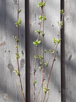 Weißblühender Gartenjasmin (Philadelpus "Belle Etoile") - 2-l-Container- Liefergröße 30- 50 cm