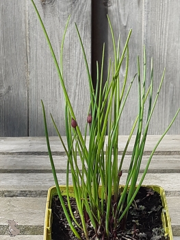 Schnittlauch (Allium schoenoprasum) Liefergröße : 15-30cm Co.