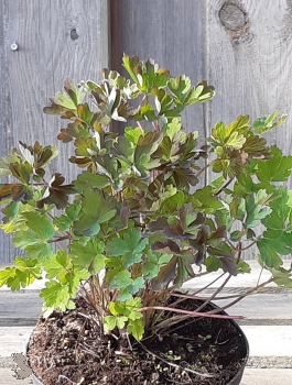 Akelei " Red Hobbit " (Aquilegia Red Hobbit) im Container