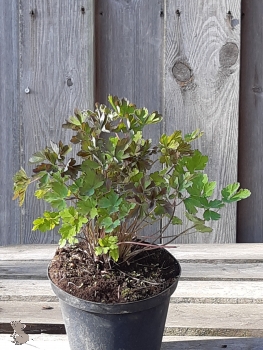 Akelei " Red Hobbit " (Aquilegia Red Hobbit) im Container