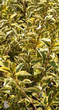 Goldliguster (Ligustrum ovalifolium Aureum) im Container