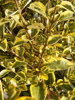 Goldliguster (Ligustrum ovalifolium Aureum) im Container