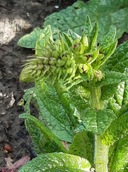 Königskerze " Rosette " ( Verbascum phoeniceum "Rosette" )  im Container